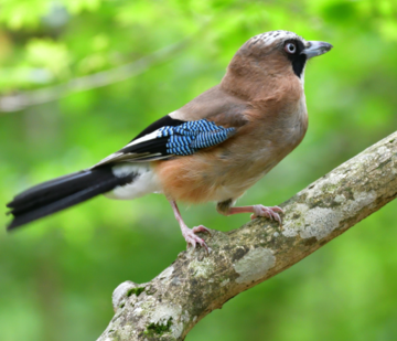 heimische-Fauna-3 mob