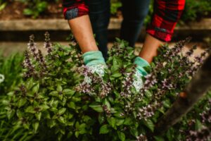 Stressreduktion zeitgruen-naturnaher balkon-gartentherapie zur stressreduktion-gartenarbeit