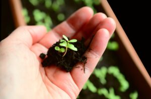 Workshops & Gartenberatung zeitgruen aktivierende therapie mit pflanzen setzlinge