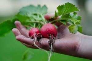 Stressreduktion zeitgruen gartentherapie zur stressreduktion radieschen ernten