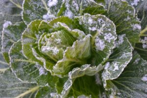 Workshops & Gartenberatung zeitgruen gartenworkshop wien wintergemuese salat im winter