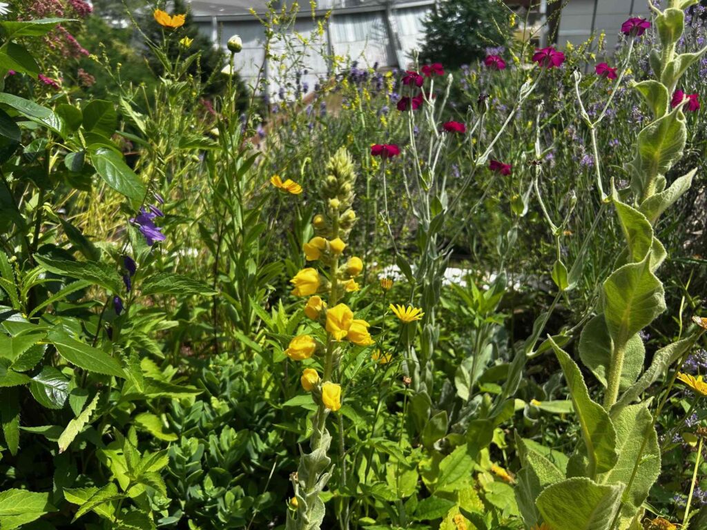 zeitgruen natunaher balkon bluetenvielfalt insekten artenvielfalt