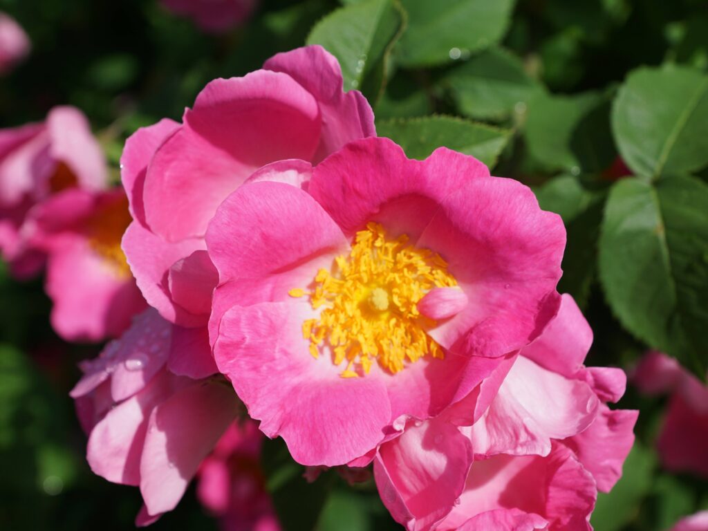 zeitgruen naturnaher garten heckenrose