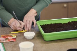 Workshops & Gartenberatung zeitgruen worksop wien tomaten aus samen selber ziehen